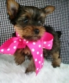 Akc-Registered-Cute-Male-Females-Yorkie-Available